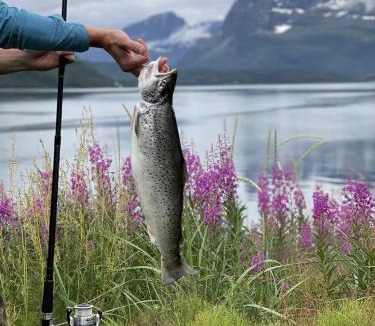 Storfjord Apartment | Seaview apartment between Lyngen Alps and Tamok