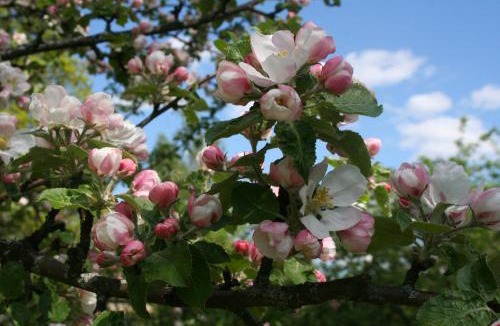 Osterbymo Bed & Breakfast | Gästrum Gnottnehult