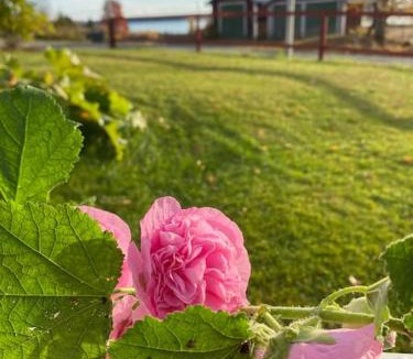 Kopparnas House | Charmig stuga på bondgård