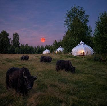 Ember | En lyxig vildmarks retreat