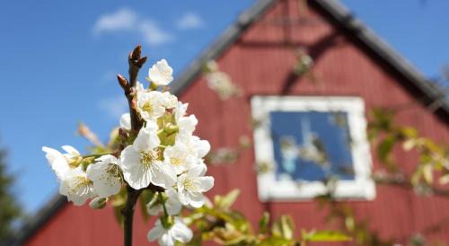 Traumhaftes Schwedenhaus an einer Farm mit Pferden