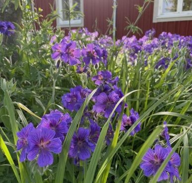 Gretas Hus - ett nyrenoverat torp på sydsvenska landsbygden