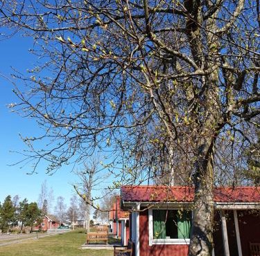Askeviks Camping & Stugor
